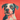Coral Dog Decor