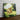 Golden Joy in Summer Breeze - Canvas Decor