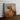 Golden Retriever in Harvest Field - Canvas Decor